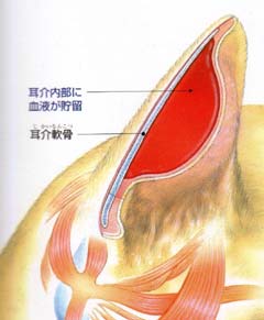 人間にはありませんよね？　ワンコ・ニャンコの耳血腫にご用心！！