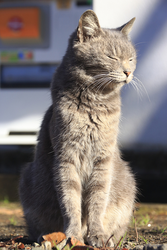 飼い主の皆様　子宮蓄膿症にご用心！！