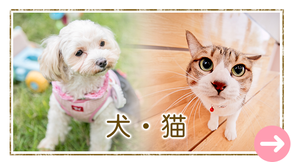 犬・猫