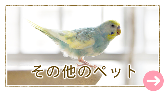 その他のペット