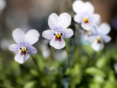 すみれの花咲くころ