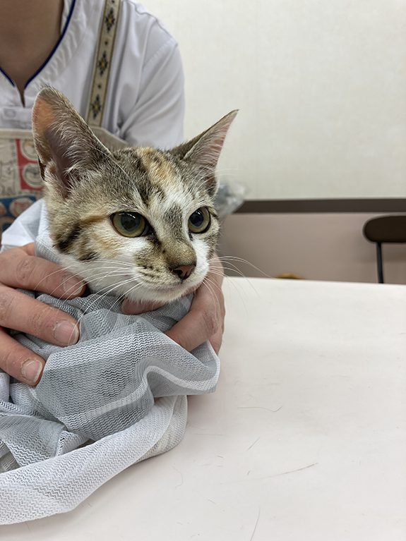 写真：三毛　女の子