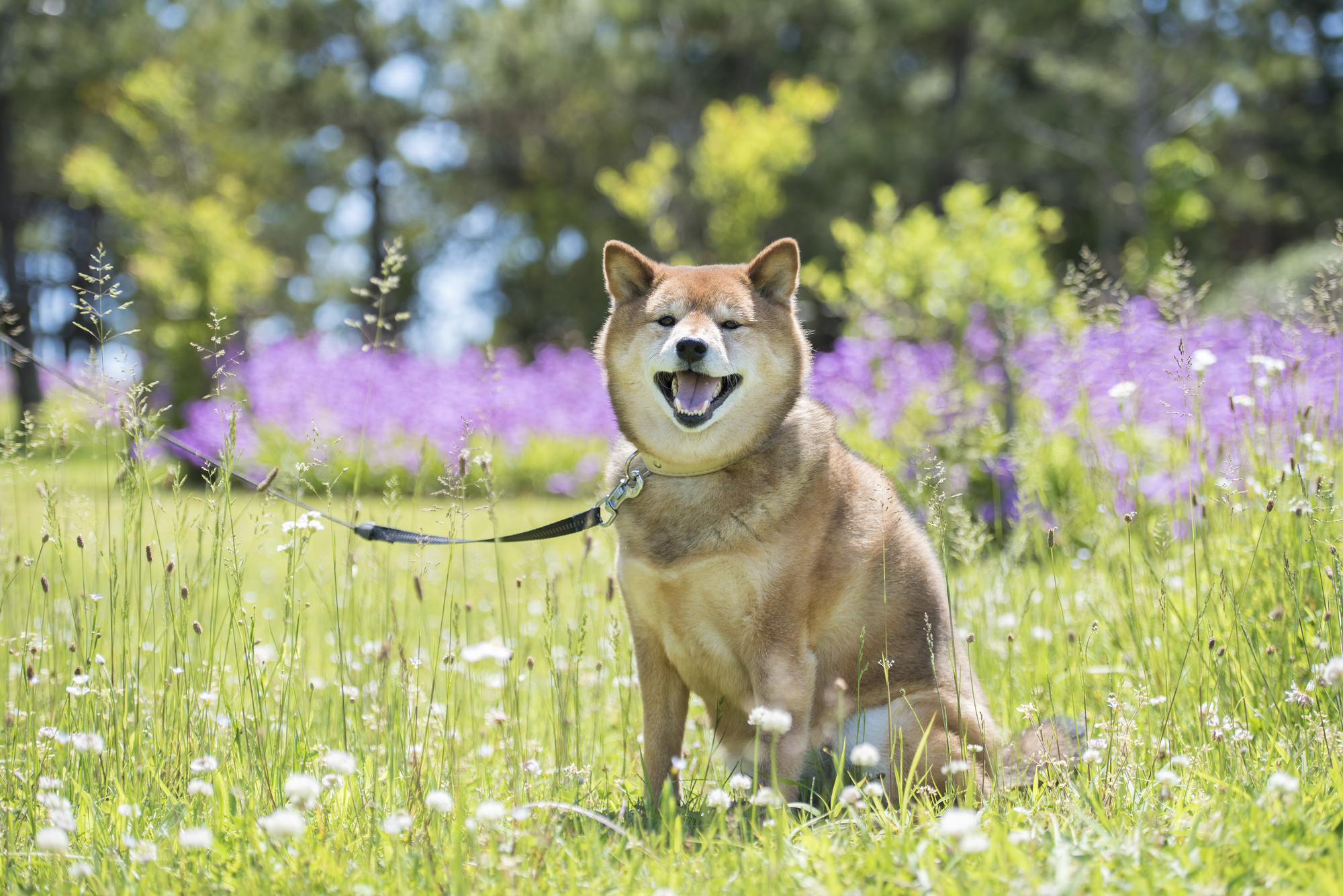 しつけ教室について