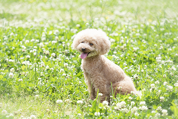 About trimming at our clinic