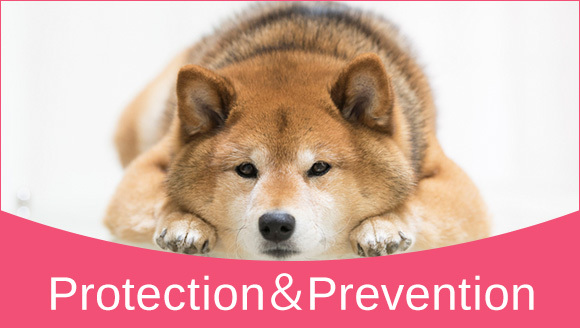 Protection＆Prevention