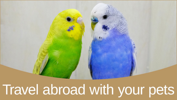 Travel abroad with your pets