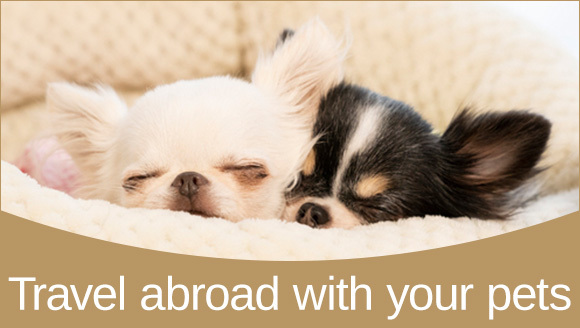 Travel abroad with your pets