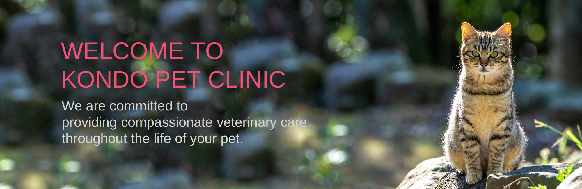 WELCOME TO KONDO PET CLINIC