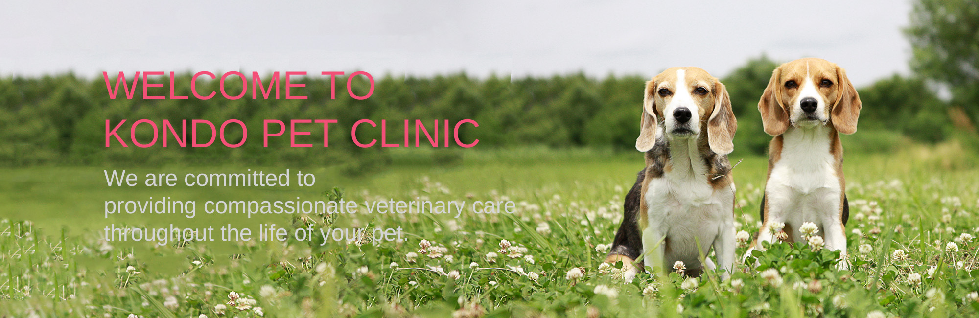 WELCOME TO KONDO PET CLINIC