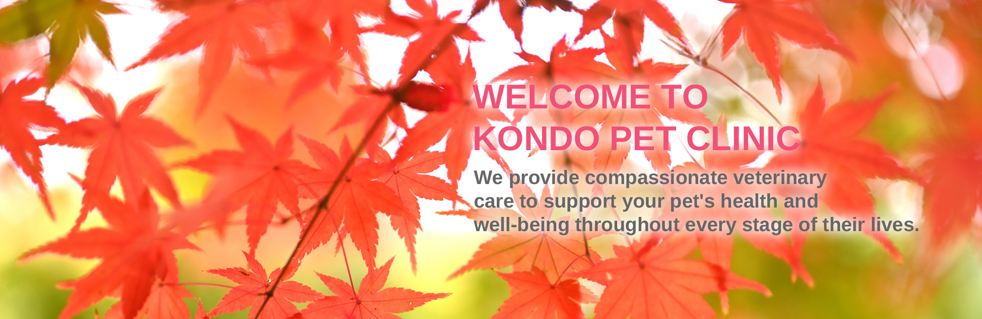 WELCOME TO KONDO PET CLINIC