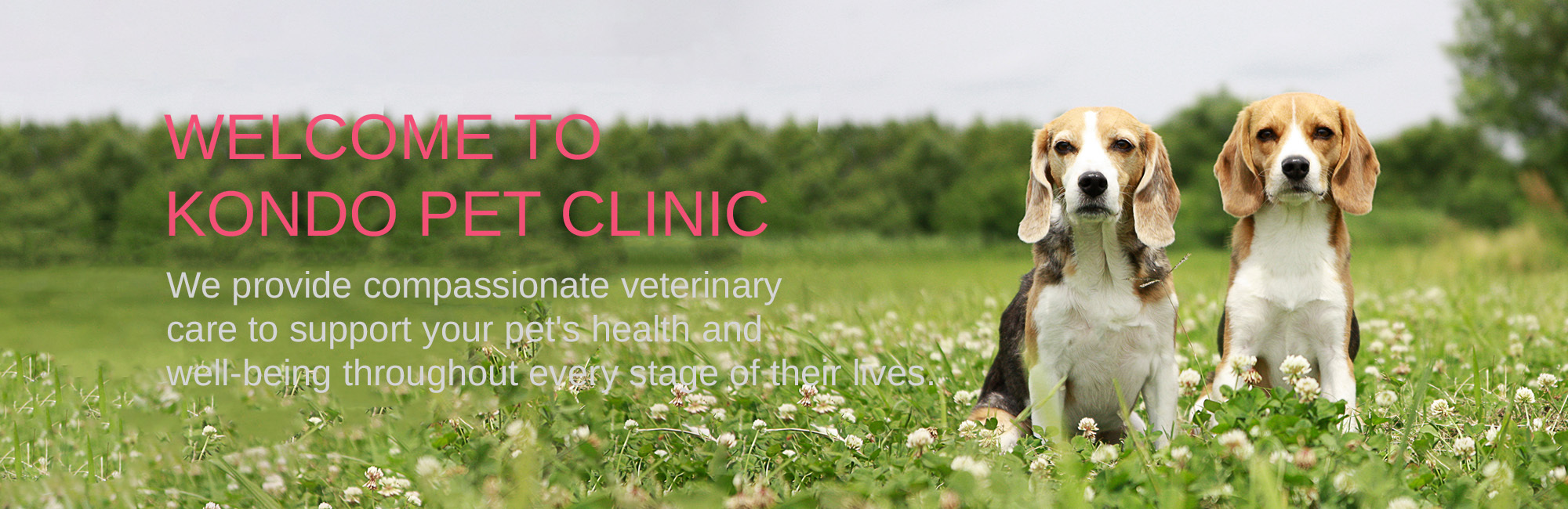 WELCOME TO KONDO PET CLINIC